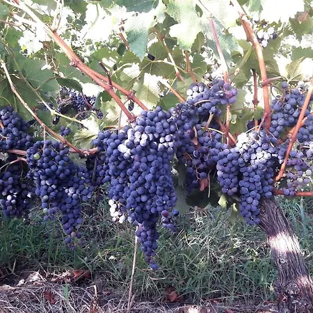 Le Clos D'almide * 모네스티에