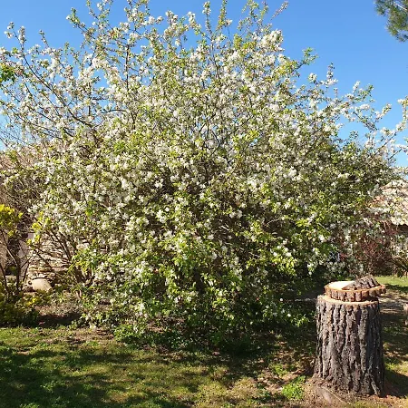 Le Clos D'almide